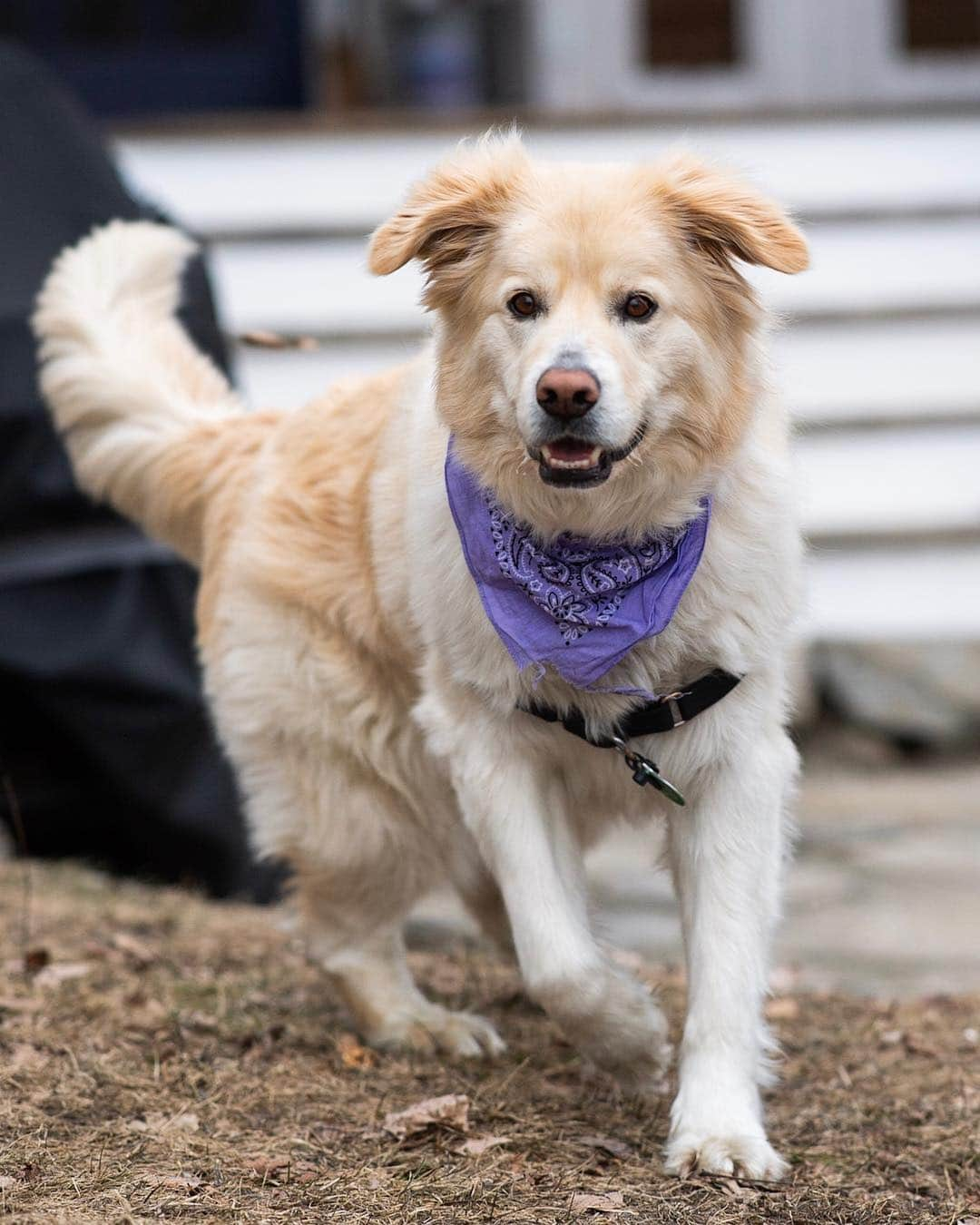 The Dogistさんのインスタグラム写真 - (The DogistInstagram)「Tillie, Great Pyrenees mix (4 y/o), Norwich, VT • “She always seems to find the mud puddles. She’s tentative around new men. She got her first groundhog of the season yesterday.”」3月31日 2時19分 - thedogist