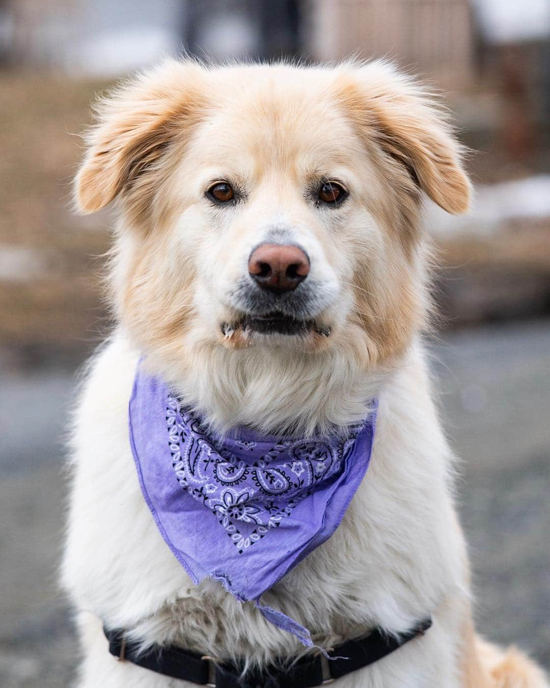 The Dogistさんのインスタグラム写真 - (The DogistInstagram)「Tillie, Great Pyrenees mix (4 y/o), Norwich, VT • “She always seems to find the mud puddles. She’s tentative around new men. She got her first groundhog of the season yesterday.”」3月31日 2時19分 - thedogist