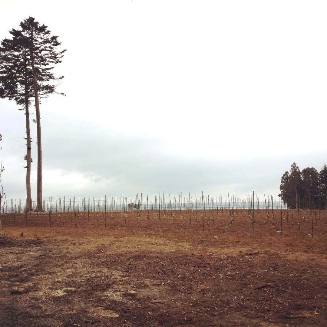 ひぐち君さんのインスタグラム写真 - (ひぐち君Instagram)「本日、福島県・富岡町でのワイン用葡萄の苗木750本の植え付けにオンラインサロンのメンバーさんと参加🍇 品種は、メルロー、シャルドネ、ソーヴィニヨンブラン、テンプラニーリョ、ゲヴュルツトラミネルなど。 あいにくの小雨&真冬並みの極寒でしたが、海が見える畑でボランティアの方々と楽しく土いじり。 川内村同様、今後の葡萄の成長が楽しみです。 帰りは、楢葉町の天神岬温泉でスッキリ♨️ #とみおかワイン葡萄栽培クラブ #小浜圃場  #福島県 #富岡町 #merlot #chardonnay #sauvignonblanc  #tempranillo  #gewurztraminer  #日本ワイン 🇯🇵 #japanesewine #vinjaponais  #wine #vin #vino #winetime #winelover #instawine #wineexpert  #vinyard  #天神岬温泉  #ひぐち君の日本ワイン会」3月31日 2時33分 - higehiguchi