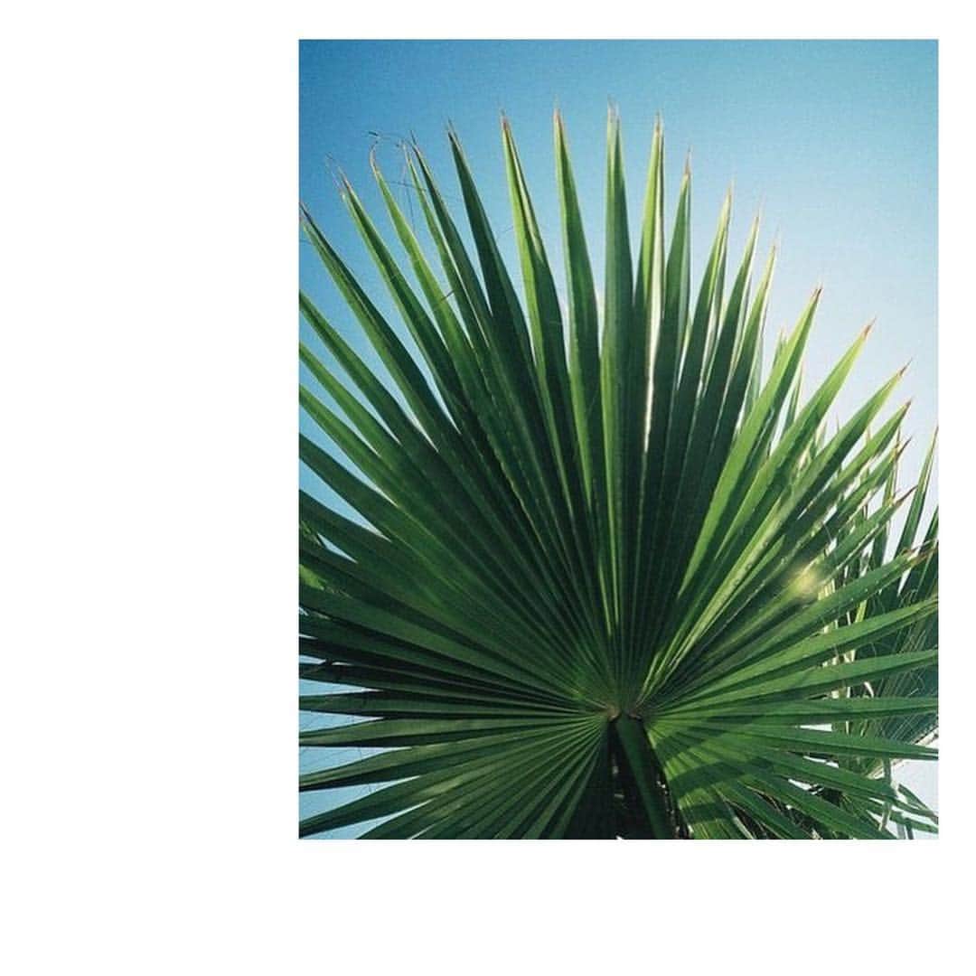のインスタグラム：「#weekendmood #colormood #warmerdays #traveltheworld #mood #bluesky #dorotheesview #palmtrees ☀️」