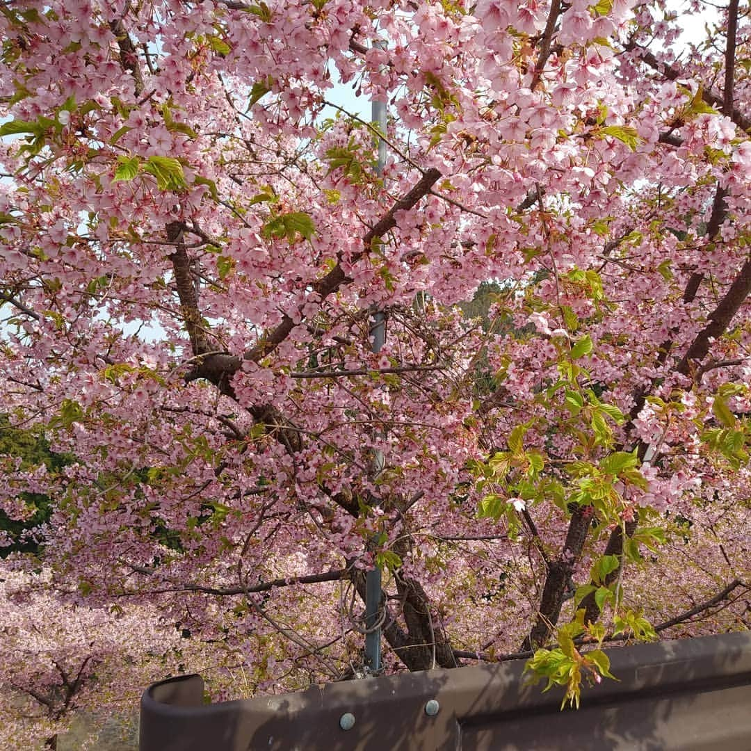 島崎あゆみさんのインスタグラム写真 - (島崎あゆみInstagram)「群馬県の安中市の道の駅の🌸桜ですね🙂🎶」3月30日 21時02分 - ayumi54315