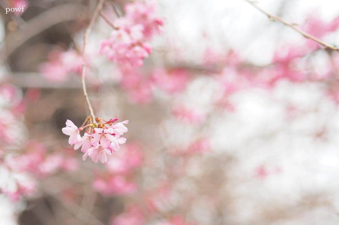 anemone_69さんのインスタグラム写真 - (anemone_69Instagram)「. ⋆*❀*⋆ฺ｡* . . #しだれ桜 #sakura #サクラ #桜 . .」3月30日 21時03分 - powf