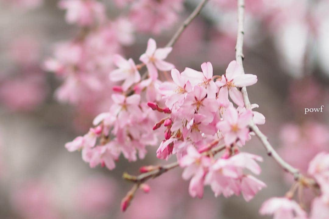 anemone_69さんのインスタグラム写真 - (anemone_69Instagram)「. ⋆*❀*⋆ฺ｡* . . #しだれ桜 #sakura #サクラ #桜 . .」3月30日 21時03分 - powf