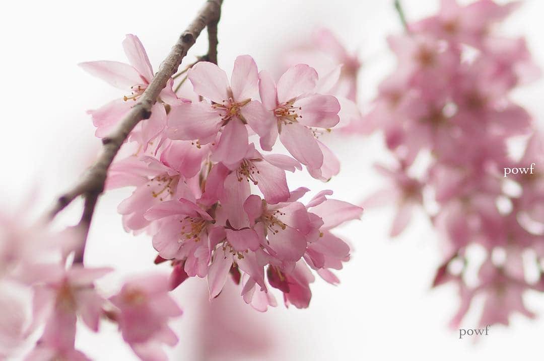 anemone_69のインスタグラム：「. ⋆*❀*⋆ฺ｡* . . #しだれ桜 #sakura #サクラ #桜 . .」