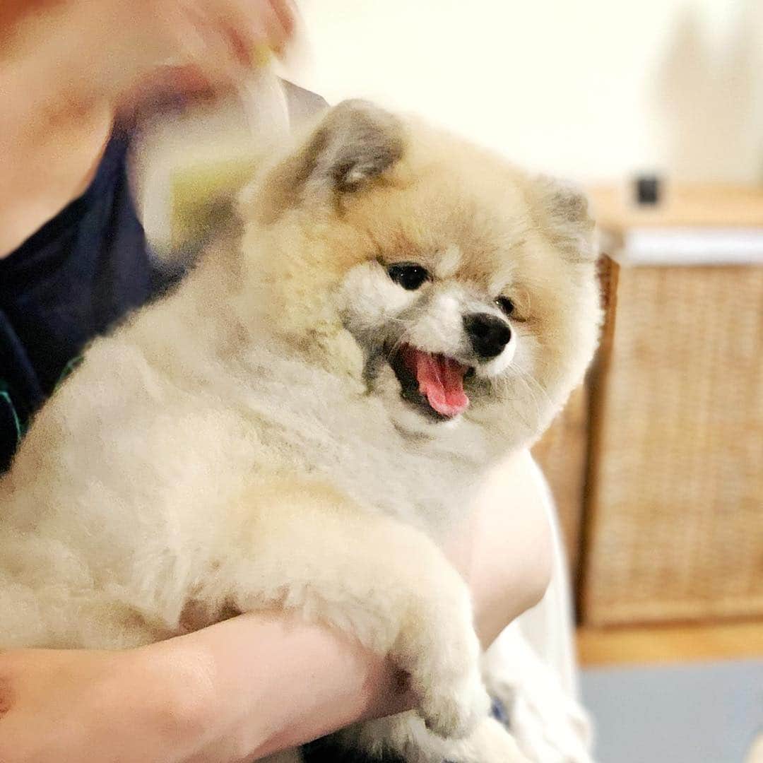 Ella Chuffyさんのインスタグラム写真 - (Ella ChuffyInstagram)「Fact: Chuffy got cancer. It’s a lymphoma one.  And the most important thing is he will not die.  We consulted with his vet and confirmed that if we are truly take a really...really good care of him, he will live 1-5 more years.  He’s now 16. Another 4 or 5 years is a wonderful bless. 🧡❤️ . . . . . . . . #ellachuffy #pet #petstagram #pomeranianpage #pomeraniansofinstagram #teacuppoms #cutedogs #pomeranian_lovers #pomeranianlife #pomeranianworld #teddybeardog #pomeranian #puppylove #aplacetolovedogs #dogoftheday #justpomeranians #fluffypack #dogoftheday #anmlsposts #thedailypompom #picoftheday #iflmdog #犬 #狗 #everydaydoglover #puppy #собаки #seniordog」3月30日 21時11分 - missdiad