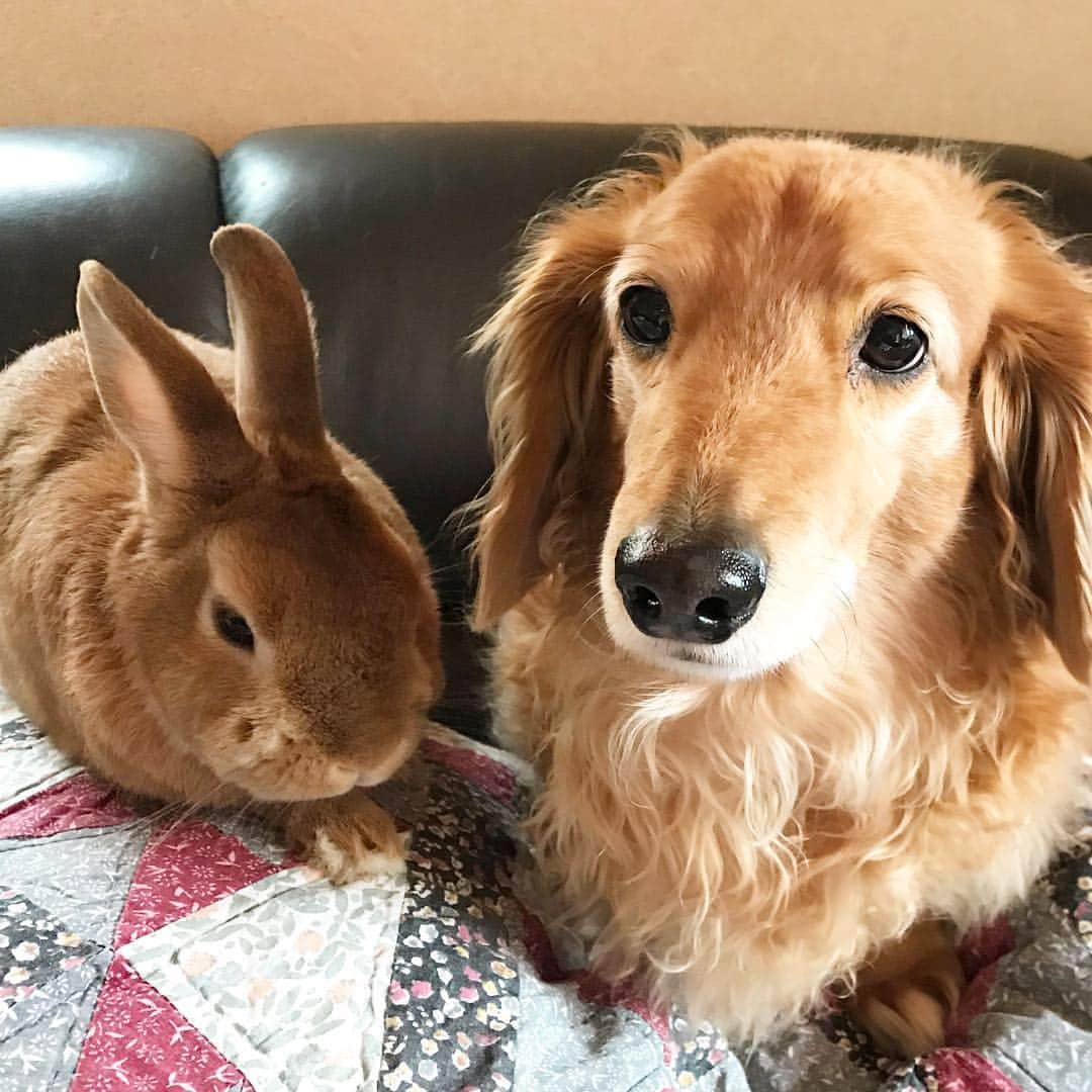 Chieko Shibutaさんのインスタグラム写真 - (Chieko ShibutaInstagram)「たろー🐶＆うじゃこ🐰地方☀️ たろー！ 今日も お留守番みたいですね⤵︎ しっかり お見送りしましょ⤴︎ 今日は 清々しい お顔ですね 😊🐰✨ まだ 帰ってません 待ちぼうけ😢🐶 💕✨🐶🍀🐰✨💕 #dachshund #dachshunds #dachshundlove #dog #dogs #doglove #instadog #instagram #instagood #pet #pets #petsagram #cute #cutepe #cutepet #cutedog #cuteanimals #likes #09076999576 happy #smile #rabbit #ラビット #ミニュチュア #ミニュチュアダックス  #ミニュチュアダックスフント #うさぎ部 #うさぎ #ダックス #ダックスフンドロングヘアー#ねざーらんどどわーふ」3月30日 21時23分 - chieko.81