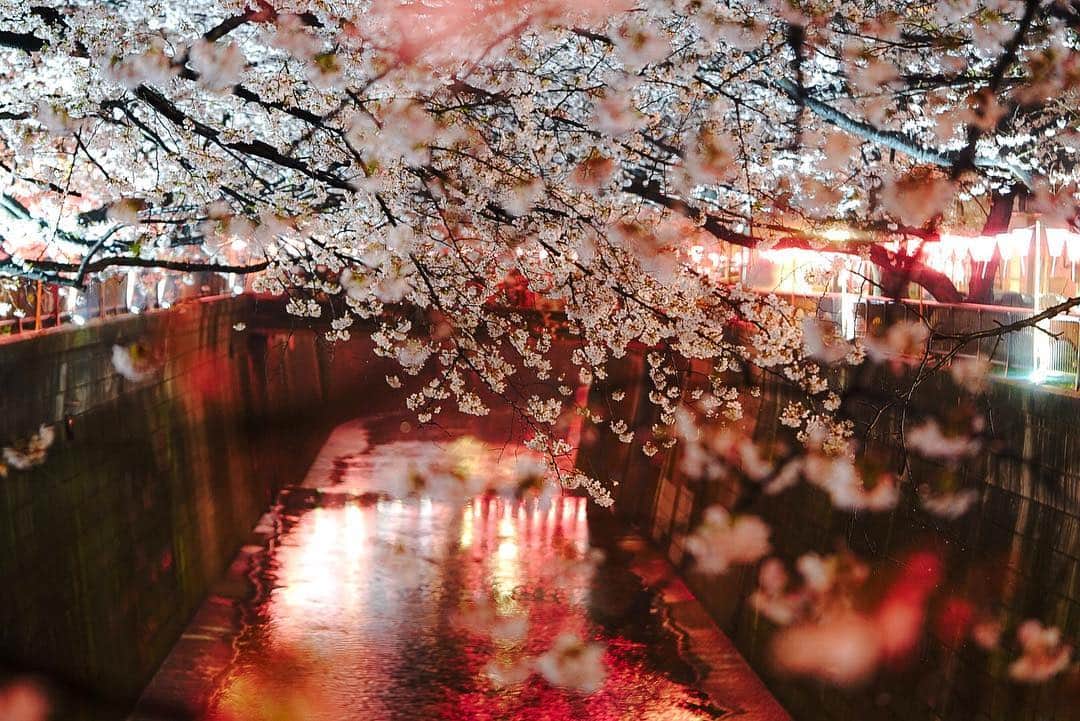 石井美保さんのインスタグラム写真 - (石井美保Instagram)「今日はサヨナラの日。 雨の桜も美しかった。あらゆる事に感謝して、また1歩前に進みます。#桜 #目黒川 #目黒川の桜 #夜桜」3月30日 21時30分 - miho_ishii
