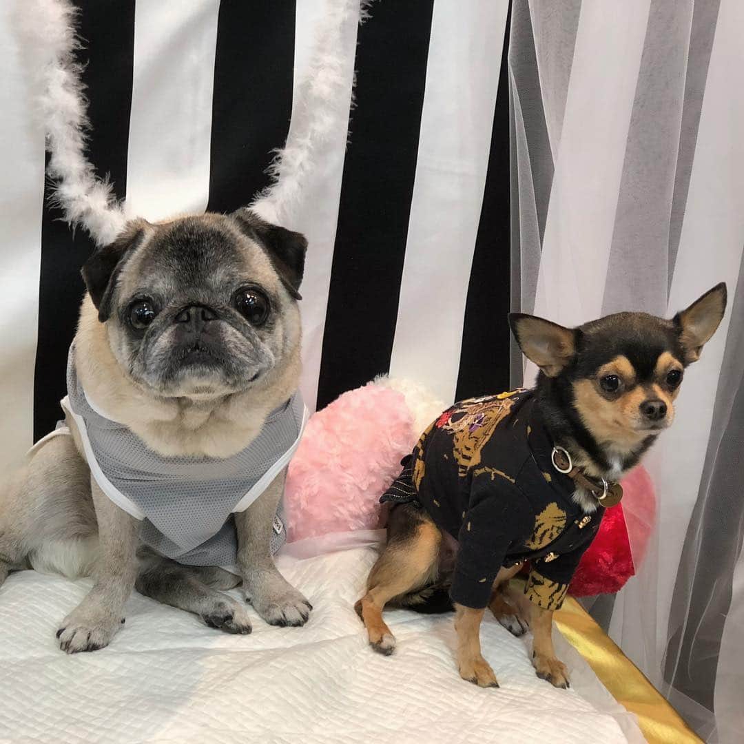 八兵衛のインスタグラム：「many many friends😆💕 Mar29,2019 * * お久しぶりのお友達 初めましてのお友達 たーくさんです🤗 * * 探してくれたお友達 声をかけてくださった方 どうもありがとうございました。 (写真まだあるよー) * * 飼い主 気力のコンディション良くなく ぼーっとしまくりで 失礼しました😝 * * #インターペット2019  #ほぼ黒パグ #おじいちゃん犬 #パグ #pug #puggy #puglife #puglove #petstagram #pugstagram #pugsofinstagram #pugs #dog #ふわもこ部  @igersjp #IGersJP #east_dog_japan #pecoイヌ部 #八兵衛 #はちべえ #朝ワンコ夕ニャンコ」