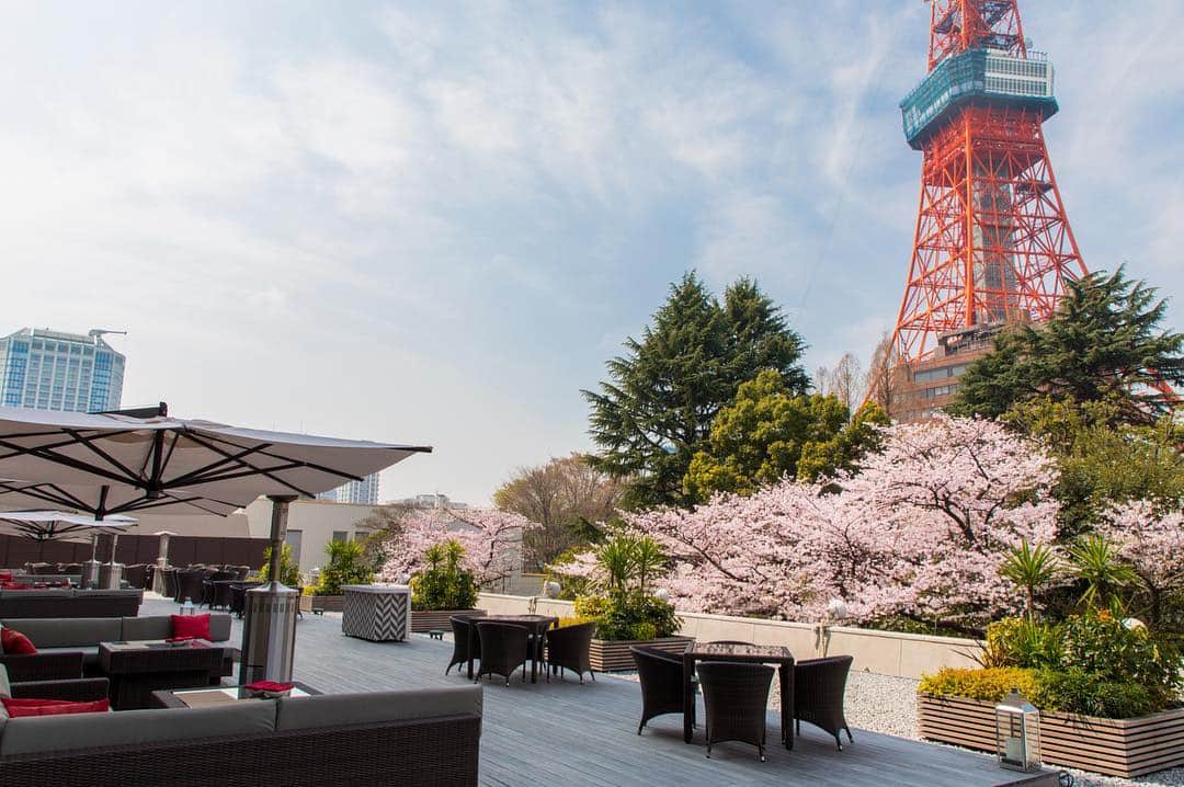 東京プリンスホテルさんのインスタグラム写真 - (東京プリンスホテルInstagram)「タワービューテラスでは春の風物詩・桜と東京タワーの風景を間近にカフェタイムをお楽しみいただけます。  Share your own images with us by tagging @tokyoprincehotel ————————————————————— #tokyotower #tokyoprincehotel #princehotels #tokyo #japan #beautifulhotels #tokyohotel #東京 #东京 #도쿄 #tokio #tokyoprince #tokyoview」3月30日 21時28分 - tokyoprincehotel