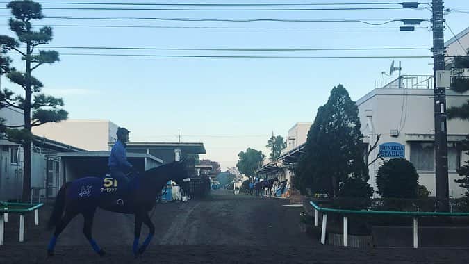 小澤陽子さんのインスタグラム写真 - (小澤陽子Instagram)「at work☻  日本馬が、世界に挑戦！！🇯🇵🌏 ドバイワールドカップデー🏆🇦🇪 今夜、中継いたします！！📺. 24:35〜『S-PARK✖︎ドバイワールドカップ特番』 (私たちは25:25〜！). . みんなで応援しましょう‼️. あの、世界レコードを出した アーモンドアイ をはじめ、、 日本馬９頭が6レースに参戦。  ケイティブレイブが、残念ながら『疝痛』ということで出走取消になり、心配ですね。  ただ、見逃せません！！！ 賞金総額💰およそ38億5000万円！！！🤑 . . #ドバイワールドカップデー #解説 は #レジェンド #岡部幸雄 さん #実況 は #福原直英 アナ #川島壮雄 アナ #現地リポート #内野泰輔 アナ #スタジオ #DAIGO さん #麒麟 #川島明 さん #小澤陽子」3月30日 21時28分 - yoko.ozawa729