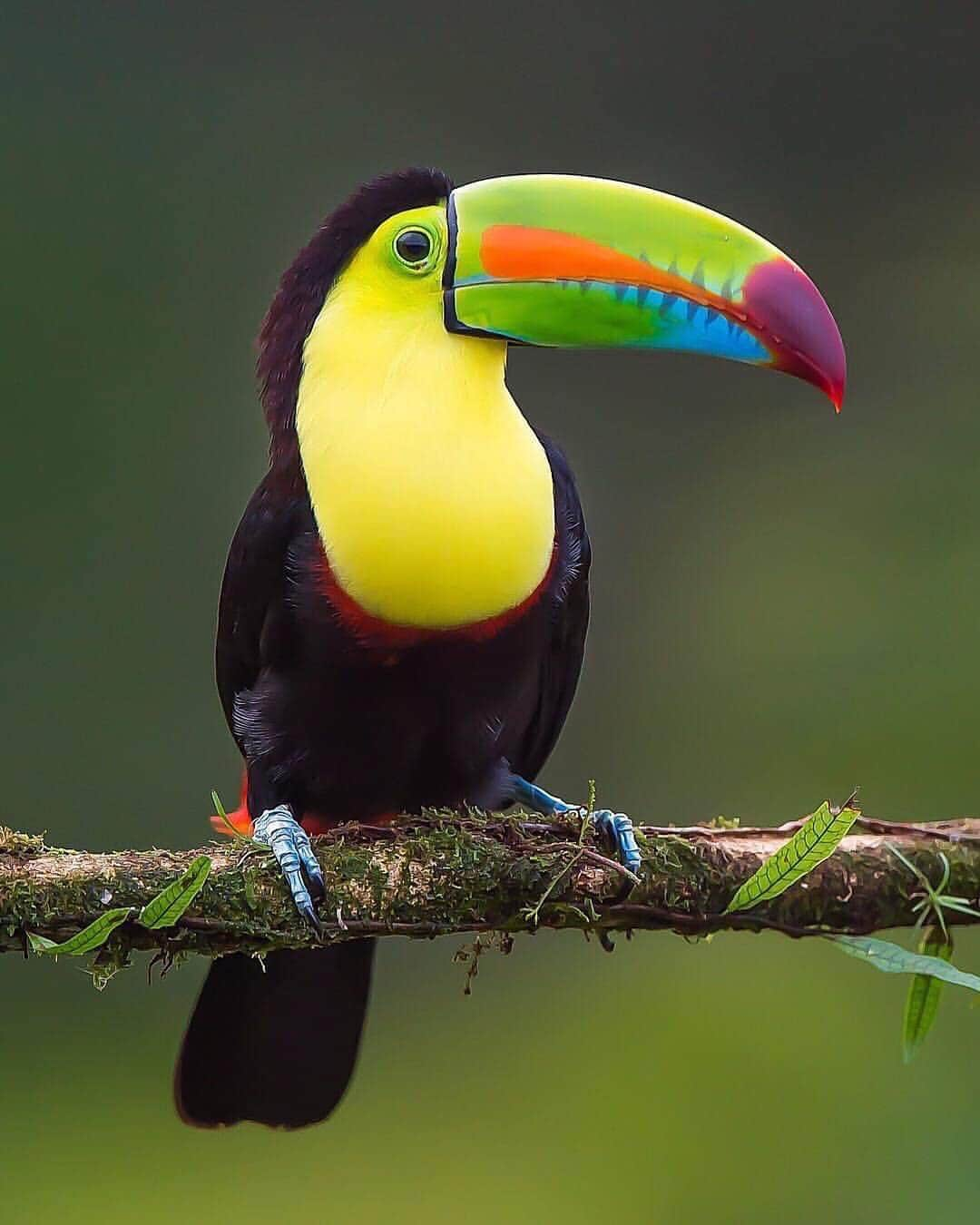 Canon Photographyさんのインスタグラム写真 - (Canon PhotographyInstagram)「Incredible image of a Toucan in Costa Rica! Wow!  Photography | @jeffreypkarnes_birds  #costarica #bird #toucan #wildlife #birdphotography #bokeh」3月30日 21時40分 - cpcollectives