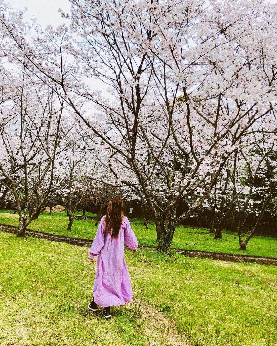 スザンヌさんのインスタグラム写真 - (スザンヌInstagram)「桜🌸とお花見🍡のときに﻿ 着たかったさくらいろワンピースとときどき、スガッシュ 🦰@sgaaaash_23 ←全部持ってく🚩﻿ ﻿ ﻿ あーっもう﻿ 桜の季節がだいすきだ。。」3月30日 21時35分 - suzanneeee1028