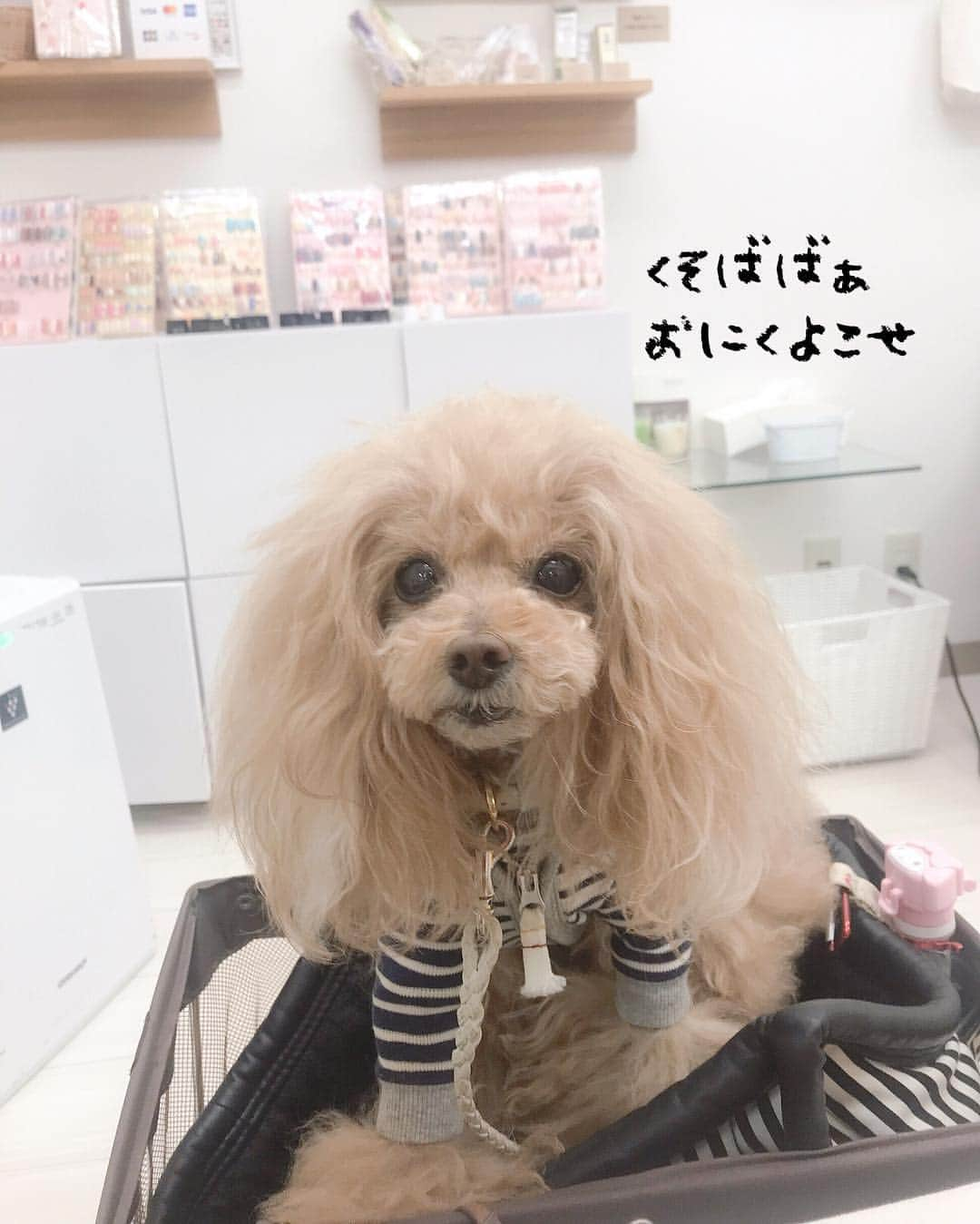 Toypoodle Mikuru?Asakusa Tokyoのインスタグラム