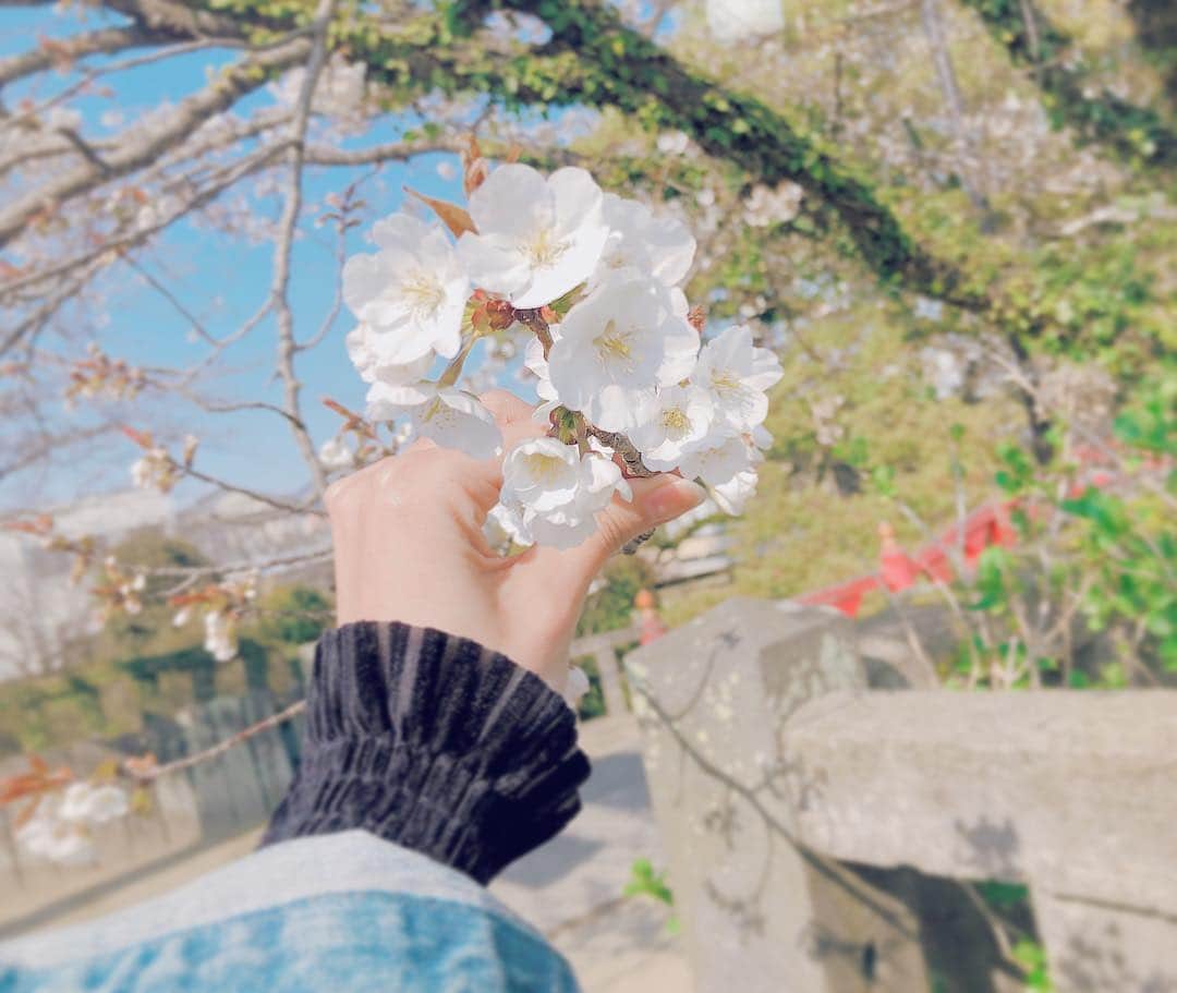 四島早紀さんのインスタグラム写真 - (四島早紀Instagram)「🌸 #cherryblossom #桜 🌸 . . 明日3/31(日)は DEAR KISS 5thワンマンライブ@TSUTAYA O-EAST です。 遂に！！！！だね！！！！🌸 . 素敵な会場でパフォーマンス 出来る事に感謝して、 来てくれるみんなに感謝して、 沢山の方と素敵な空間にしたいな〜🌸 . . 満開になりますように🌸🌸🌸🌸🌸 . . 泣いても笑っても緊張しても悔しくても 楽しんで、2019.3/31 いう1日を 最幸 にしたいと思います🎹 よろしくお願いします。🌸💗 .」3月30日 21時38分 - saki_shishima