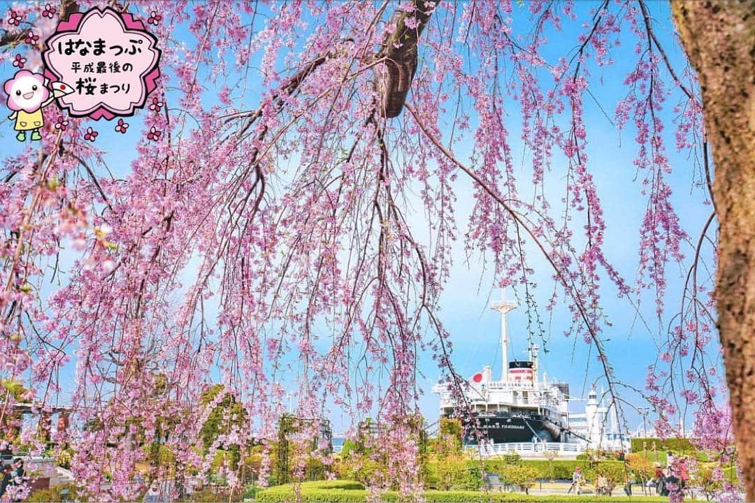 はなまっぷ❁日本の花風景さんのインスタグラム写真 - (はなまっぷ❁日本の花風景Instagram)「🍃🌸はなまっぷ平成最後の桜まつり🌸🍃 * @ju_ur1 さんの 平成の桜に花まるを💮 * 平成を彩る日本の美しい桜をありがとうございます😊🌸🍃 * 神奈川  #山下公園 Yamashita Park, Kanagawa Pref. * 見頃を過ぎている場所もご紹介しています。 お出かけの際はHP等で最新の情報をご確認くださいね🙏🌸🍃 * 🌸•••🍃•••🌸•••🍃•••🌸•••🍃•••🌸 * 🌸桜まつり概要🌸 * 期間:平成最後の日まで タグ:#はなまっぷ * #はなまっぷ  のタグの中から、桜のお写真をどんどんご紹介させていただきます。期間中はランダムに、複数枚投稿でもご紹介させていただく場合がございます。 * #桜#sakura#花見#さくら#日本#春#花#平成最後の#満開#横浜 * 🌸•••🍃•••🌸•••🍃•••🌸•••🍃•••🌸 * はなまっぷより * 💌LINEスタンプ「はなまっぷちゃん」絶賛発売中！みなさんのLINEにも花まるを💮 💌はなまっぷ本、Amazonや全国の書店さんで満開です！ぜひお手にとっていただけると嬉しいです🌸 * LINEスタンプ、はなまっぷ本は、プロフ欄記載のTwitterアカウントよりご確認ください。 * 🌸•••🍃•••🌸•••🍃•••🌸•••🍃•••🌸 *」3月30日 21時42分 - hanamap