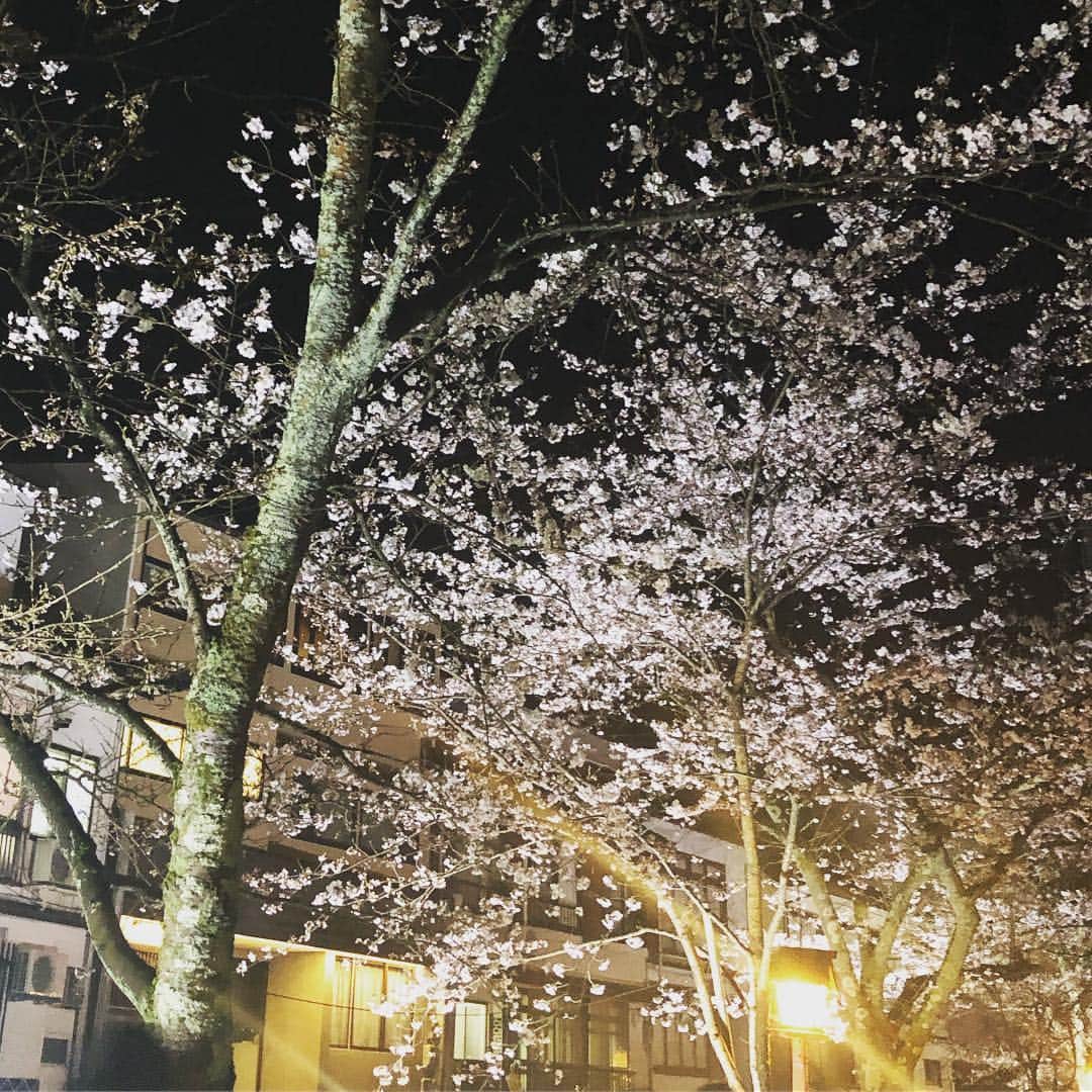 ひうらさとるさんのインスタグラム写真 - (ひうらさとるInstagram)「原稿に追われてる&風邪気味で篭ってるうちに桜が満開に🌸🌸 平成最後となど君は知らずに咲き誇っていて❤︎」3月30日 21時43分 - marikosatoru