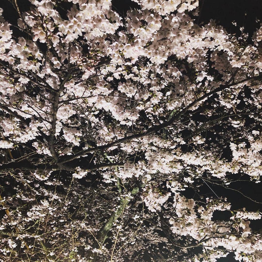 ひうらさとるのインスタグラム：「原稿に追われてる&風邪気味で篭ってるうちに桜が満開に🌸🌸 平成最後となど君は知らずに咲き誇っていて❤︎」