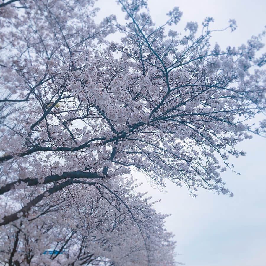 倉田亜味さんのインスタグラム写真 - (倉田亜味Instagram)「お花見ラン  #お花見 #ラン #お花見ラン #桜 #さくら #さくら　#桜一花 を思い出す #うふふ #きれい #綺麗 #満開 #見頃 #儚さ #美しい #寒いからじっとしてられない #明日はあったかいかしら #ラン #ランニング  #ランニングできる環境に感謝 #running #run #triathlon  #いつかはアイアンマン #トライアスロン #倉田あみ #kurataami #くらたあみ」3月30日 21時47分 - kurata_amigram