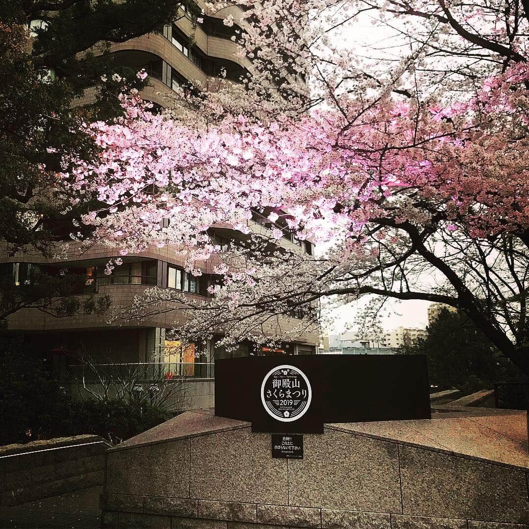 のインスタグラム：「🌸御殿山さくらまつり🌸 . 品川のお花見といえば、江戸時代から桜の名所として有名な「御殿山」。 . 本日と明日は、特別にサンプリング中です。 お立ち寄りの際はぜひお声がけくださいませ♩ . @coneri_shinagawa  #coneri品川 #こねり品川 #スティックパイ #パイ職人 #pie  #お花見 #花よりお菓子 #御殿山 #御殿山さくらまつり #桜 #満開  #桜の塩漬け #チョコレート #スイーツ  #品川土産 #手土産」
