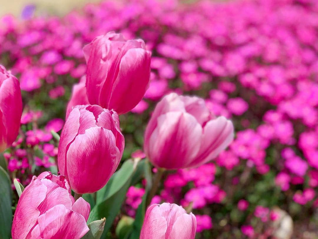 岩本恵美加さんのインスタグラム写真 - (岩本恵美加Instagram)「❁.*･ﾟ * 先日、吉田公園のチューリップを 見に行ってきました☺️✨ ㅤㅤ チューリップも他のお花も 綺麗に咲いていました〜💓 ㅤㅤ ちなみに今日からチューリップまつり🌷 今日の雨…お花さんたち大丈夫だったかな😳 ㅤㅤ チューリップは終わりかけもあったけど 桜はこれからだし、蕾のお花もたくさんありましたよ🌸 ㅤㅤ #flower #tulip #tulips #poppy #spring #instagood #instaflower #flowerstagram #shizuoka #吉田公園 #吉田公園チューリップまつり #チューリップ #チューリップまつり #お花 #花 #花見 #春 #静岡」3月30日 21時54分 - emk_iwmt