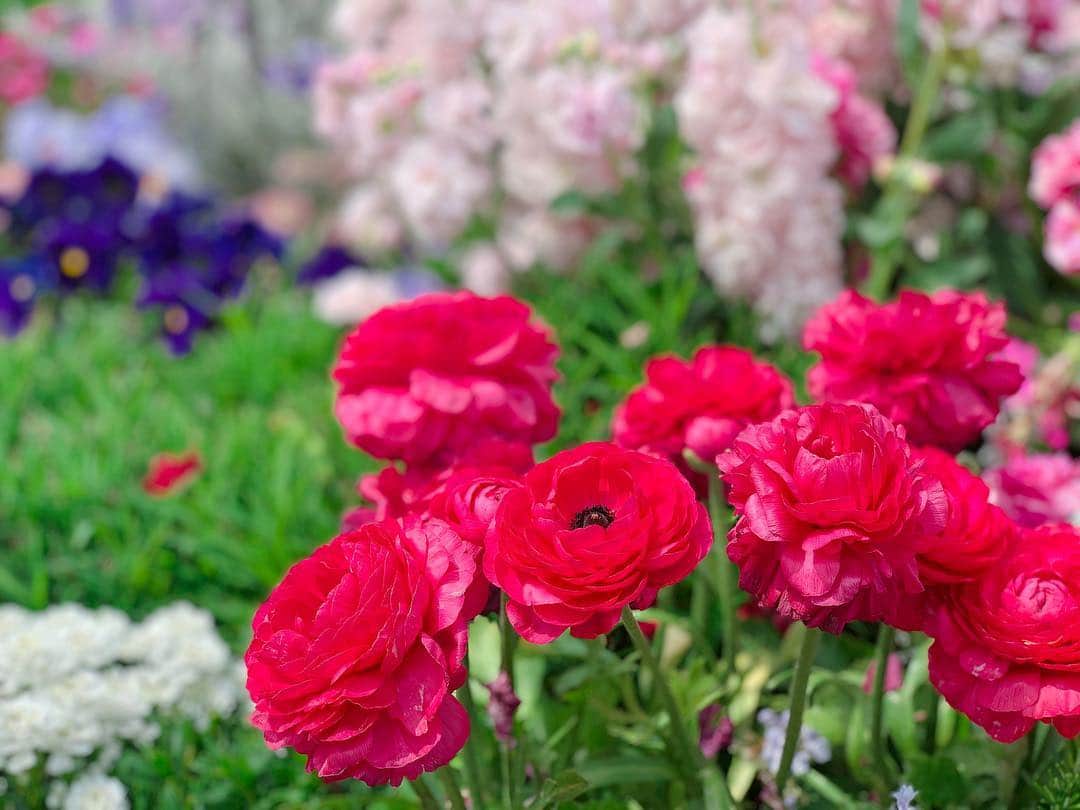 岩本恵美加さんのインスタグラム写真 - (岩本恵美加Instagram)「❁.*･ﾟ * 先日、吉田公園のチューリップを 見に行ってきました☺️✨ ㅤㅤ チューリップも他のお花も 綺麗に咲いていました〜💓 ㅤㅤ ちなみに今日からチューリップまつり🌷 今日の雨…お花さんたち大丈夫だったかな😳 ㅤㅤ チューリップは終わりかけもあったけど 桜はこれからだし、蕾のお花もたくさんありましたよ🌸 ㅤㅤ #flower #tulip #tulips #poppy #spring #instagood #instaflower #flowerstagram #shizuoka #吉田公園 #吉田公園チューリップまつり #チューリップ #チューリップまつり #お花 #花 #花見 #春 #静岡」3月30日 21時54分 - emk_iwmt