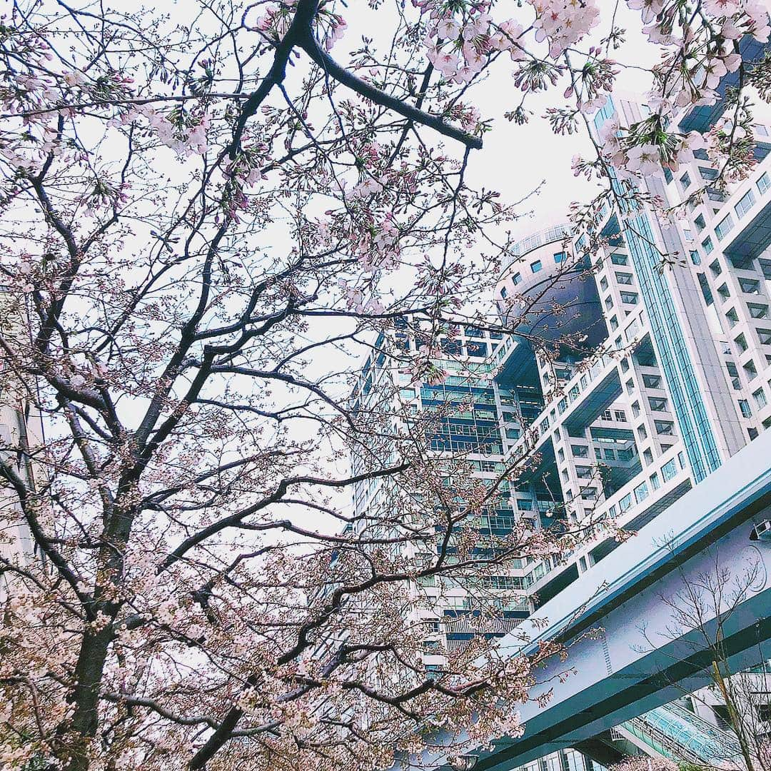 ZAQさんのインスタグラム写真 - (ZAQInstagram)「フジテレビと、桜。」3月30日 22時02分 - zaq39