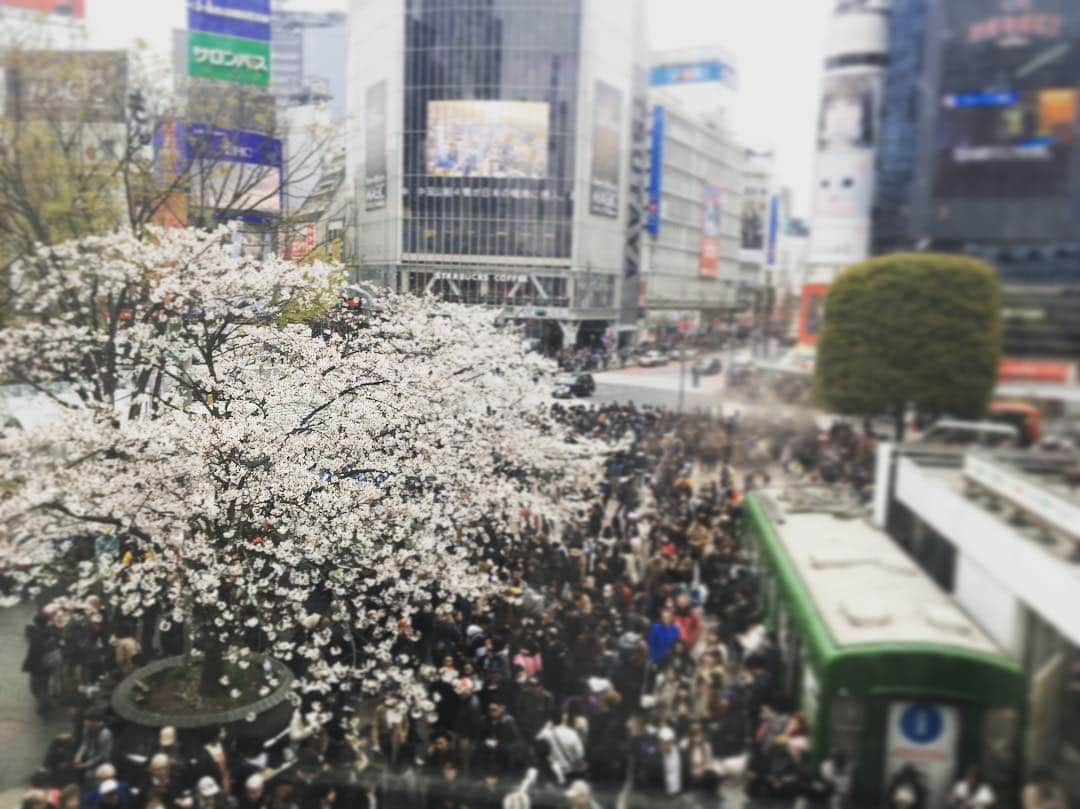 千眼美子さんのインスタグラム写真 - (千眼美子Instagram)「in 渋谷。 全国の桜の花びらと人間は どっちが数が多いのかなぁ。 やっぱ桜かな。 #さくら #桜 #しぶや #渋谷」3月30日 22時14分 - yoshiko_sengen