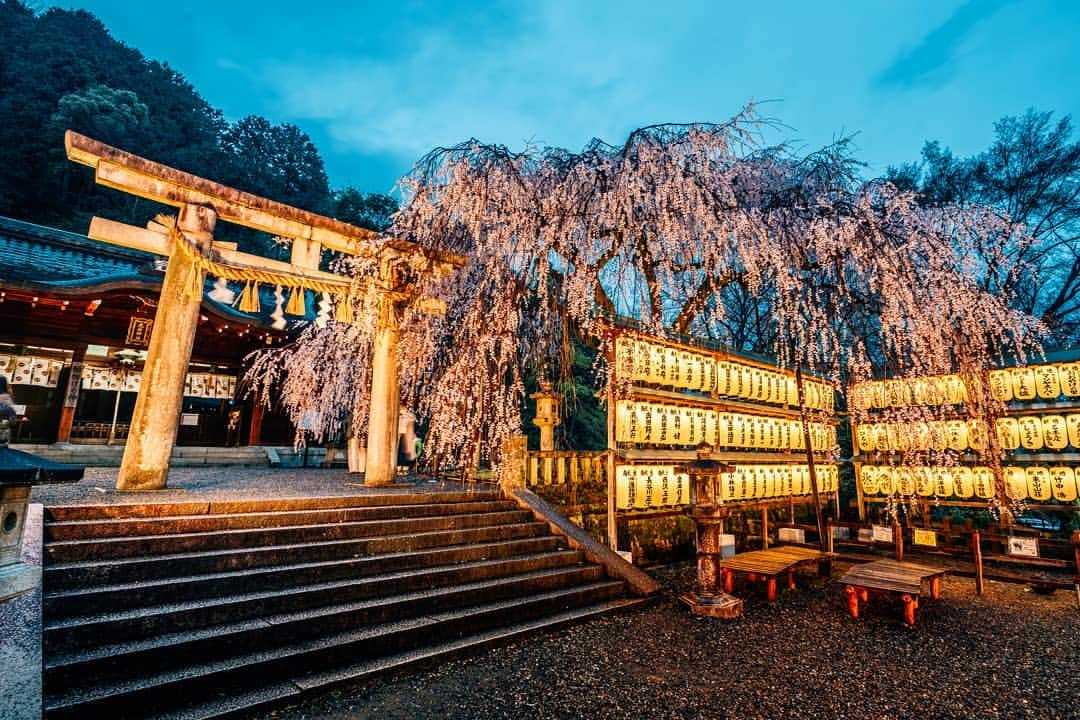 京都いいとこフォトさんのインスタグラム写真 - (京都いいとこフォトInstagram)「. 大石神社の桜ライトアップ。 御神木の大石桜が、境内を覆い尽くさんばかりに咲き誇っていました。 . Light up of Oishi shrine. Sacred Tree Oishi's cherry blossoms were in full bloom. . Date : 2019.3.30 Location :#大石神社 #Oishishrine Photo : @hino0117 .」3月30日 22時15分 - kyoto_iitoko