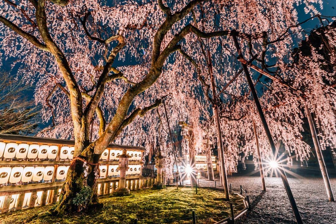 京都いいとこフォトさんのインスタグラム写真 - (京都いいとこフォトInstagram)「. 大石神社の桜ライトアップ。 御神木の大石桜が、境内を覆い尽くさんばかりに咲き誇っていました。 . Light up of Oishi shrine. Sacred Tree Oishi's cherry blossoms were in full bloom. . Date : 2019.3.30 Location :#大石神社 #Oishishrine Photo : @hino0117 .」3月30日 22時15分 - kyoto_iitoko