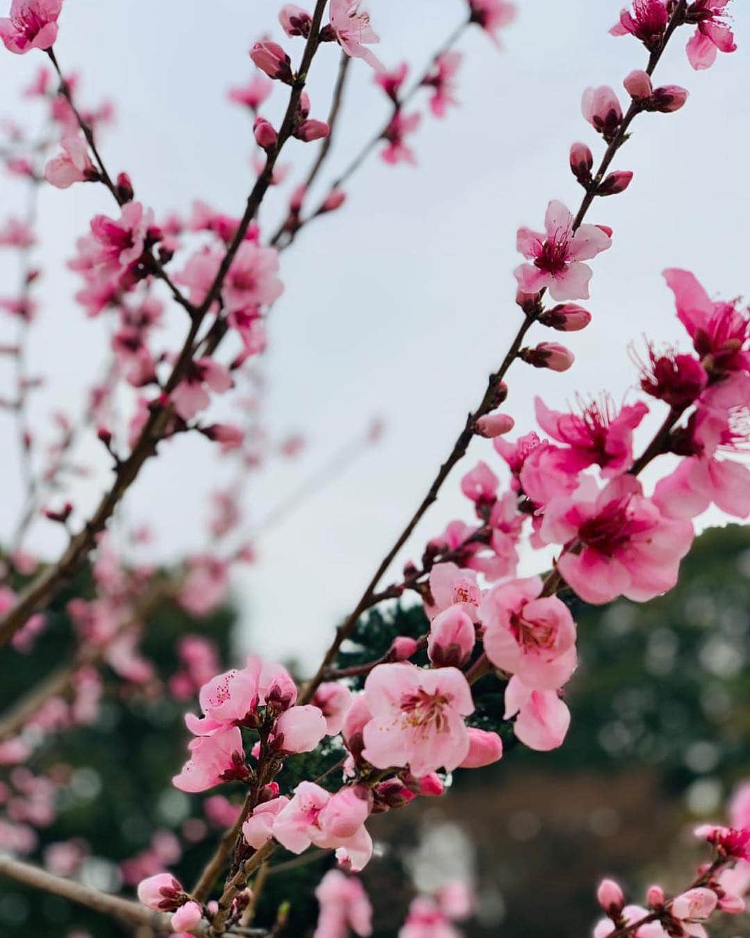 アンナ・ヤノフスカヤさんのインスタグラム写真 - (アンナ・ヤノフスカヤInstagram)「#cherryblossom 🌸 Spring in Japan...It’s inspiring✨ 空気中の春 #japan #tokyo #spring #sakura #LetsGoSomeWhere #🇯🇵」3月30日 22時10分 - annayanovskay