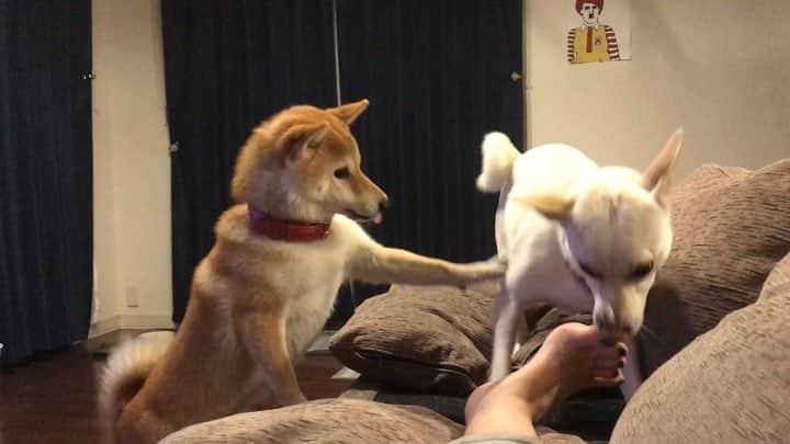 柴犬ハル&保護犬すずのインスタグラム