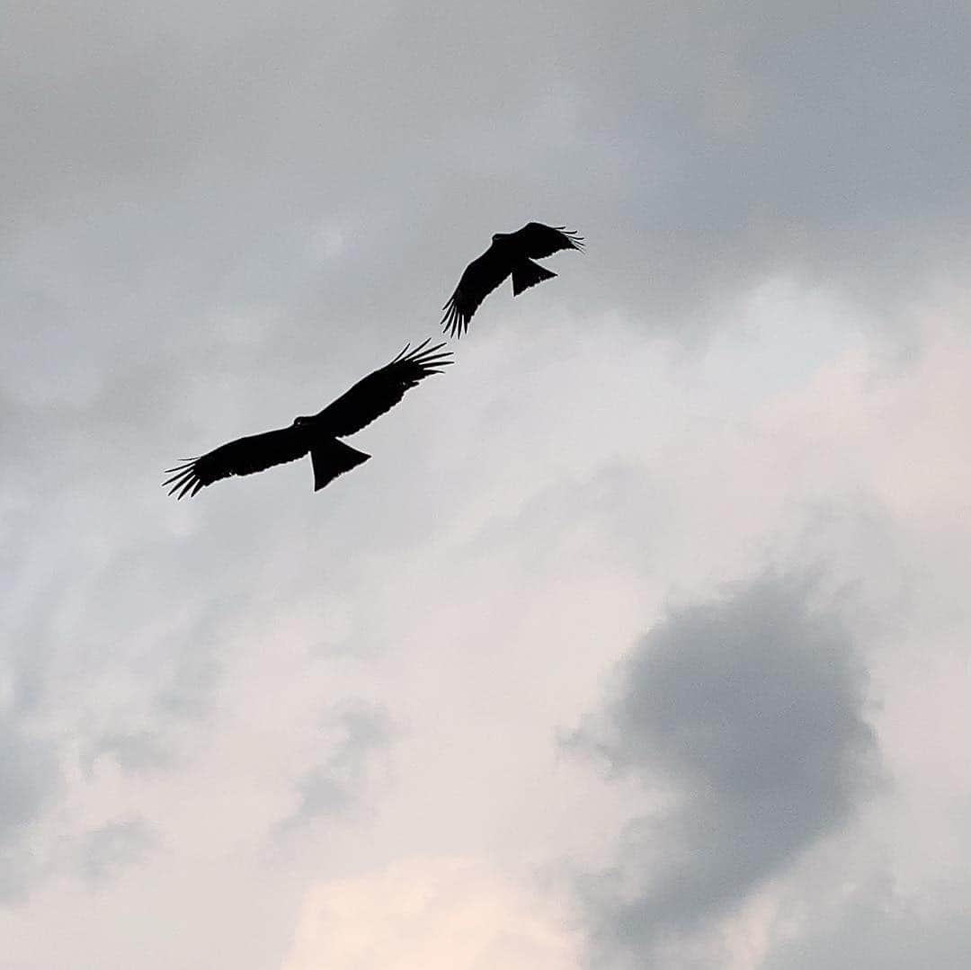 海月咲希さんのインスタグラム写真 - (海月咲希Instagram)「宍道湖の鳥達。鳥のシルエットって綺麗だなぁって思った。 #島根県 #しまねカミコン #宍道湖 #遊覧船 #実際鳥の迫力すごくてびびってた」3月30日 22時11分 - saki_mitsuki