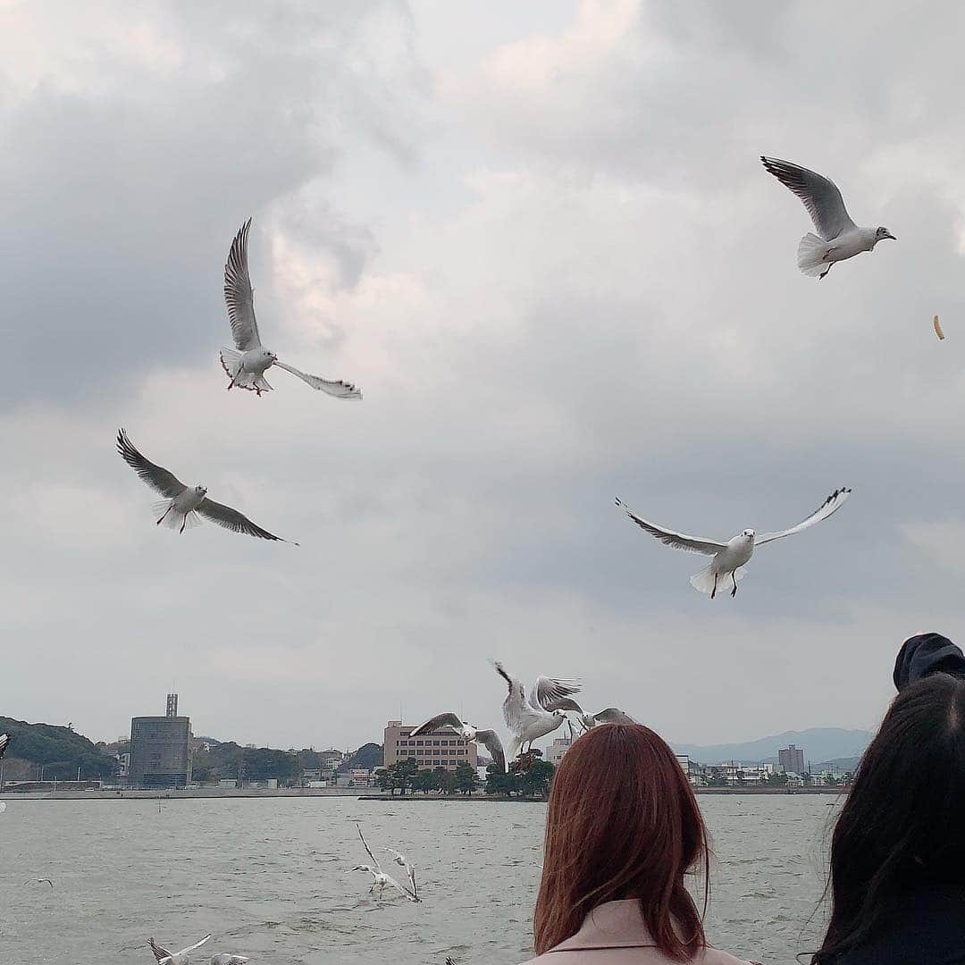 海月咲希のインスタグラム：「宍道湖の鳥達。鳥のシルエットって綺麗だなぁって思った。 #島根県 #しまねカミコン #宍道湖 #遊覧船 #実際鳥の迫力すごくてびびってた」