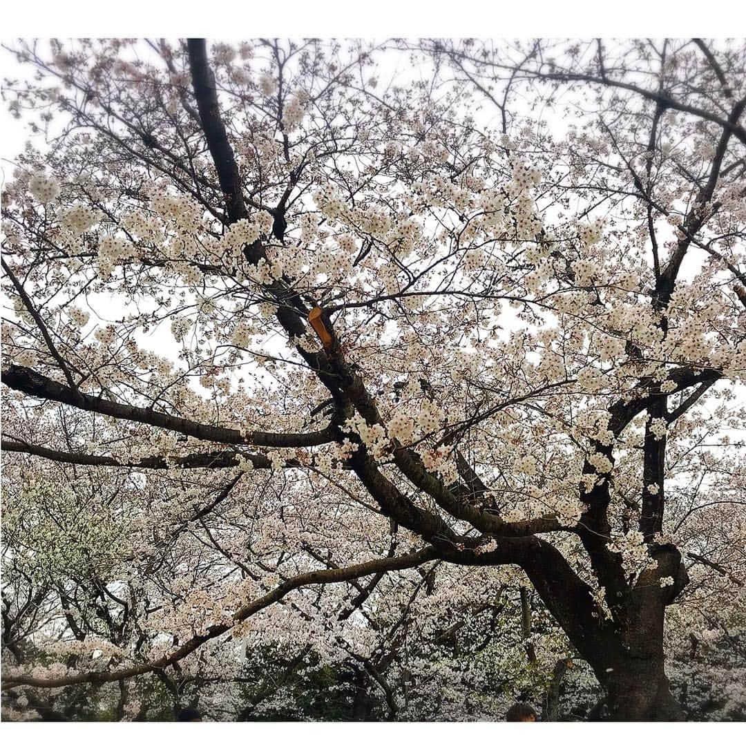 大原かおりさんのインスタグラム写真 - (大原かおりInstagram)「👯‍♀️🌸 今日は代々木公園でお花見大会でした♡ たくさんのお友達に会えて嬉しかった〜ヽ(´∀｀)ノ💕 お料理も美味しく、桜もいっぱい咲いていたので楽しかったです🌸🌸🌸 ミカリンお誘いしてくれてありがとう😘❤️ ☺︎ 明日は朝から東京ビックサイトで開催中のインターペットにて🐶💕 Cuunさんのドラフト会議のMCなので、今日は早寝したいと思います😘💤 明日も楽しみだなぁ〜ヽ(´∀｀)ノ * #お花見 #代々木公園 #渋谷 #桜 #森下悠里 ちゃん#松浦紗知子 ちゃん#矢野裕美 ちゃん#真山景子 ちゃん#安西ひろこ ちゃん#平山美香 ちゃん #長年の友 #楽しかった #治一郎 #プリン #タワー #美味しかった #ミカリン #幹事 #お疲れ様でした #ありがとう #充電満タン #土曜日 #😊 #🌸 #🍱 #🥂 #明日 #Cuun #ドラフト会議 #🐶💕」3月30日 22時10分 - oharagaori_otty