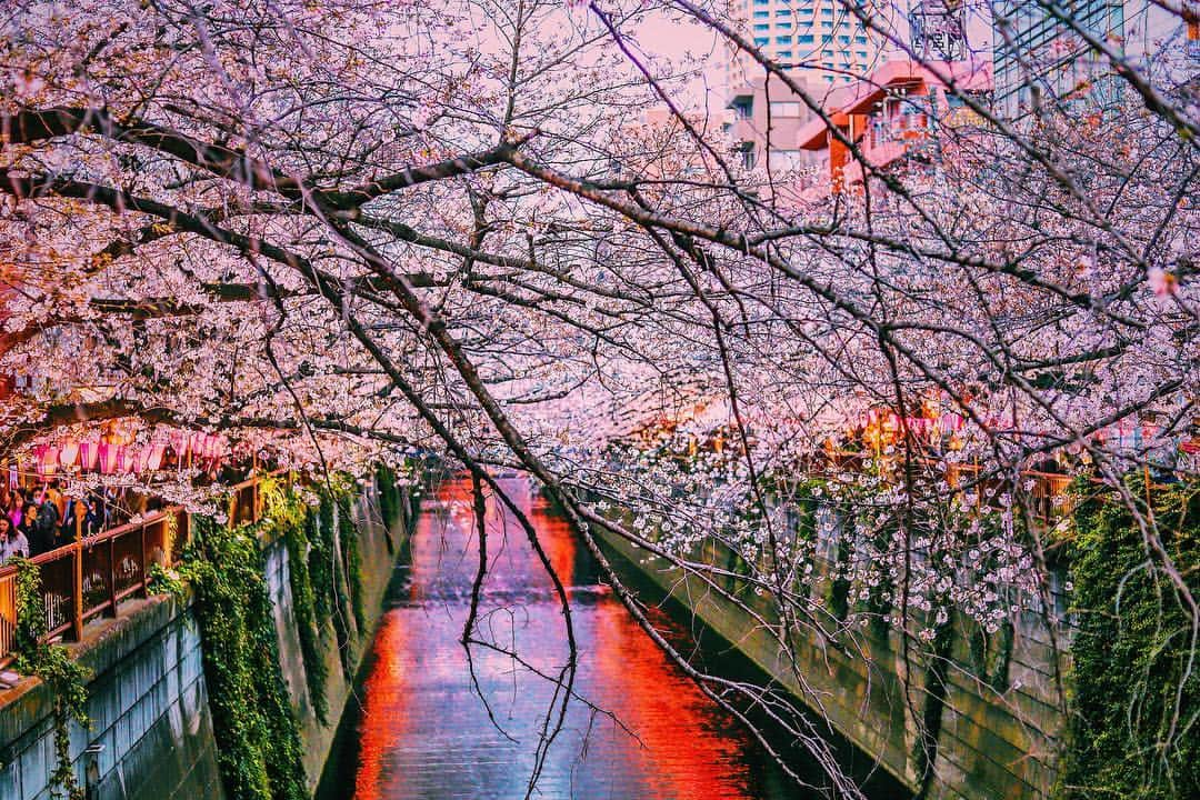 柴田翔平さんのインスタグラム写真 - (柴田翔平Instagram)「花見ーーーー🌸！ 今日は仁香のご両親と仁香と息子でお花見に行ってきましたーーー！！！ 中目黒に見に行ってきたんだけど人が凄かった笑🚶🏼‍♂️ 今日は仁香とお気に入りの @windandsea_wear のパーカーをお揃いで着てお出掛け📸 #お花見 #桜 #中目黒 #windandsea #夫婦コーデ #リンクコーデ #ootd #平成最後」3月30日 22時11分 - shohey_shibata