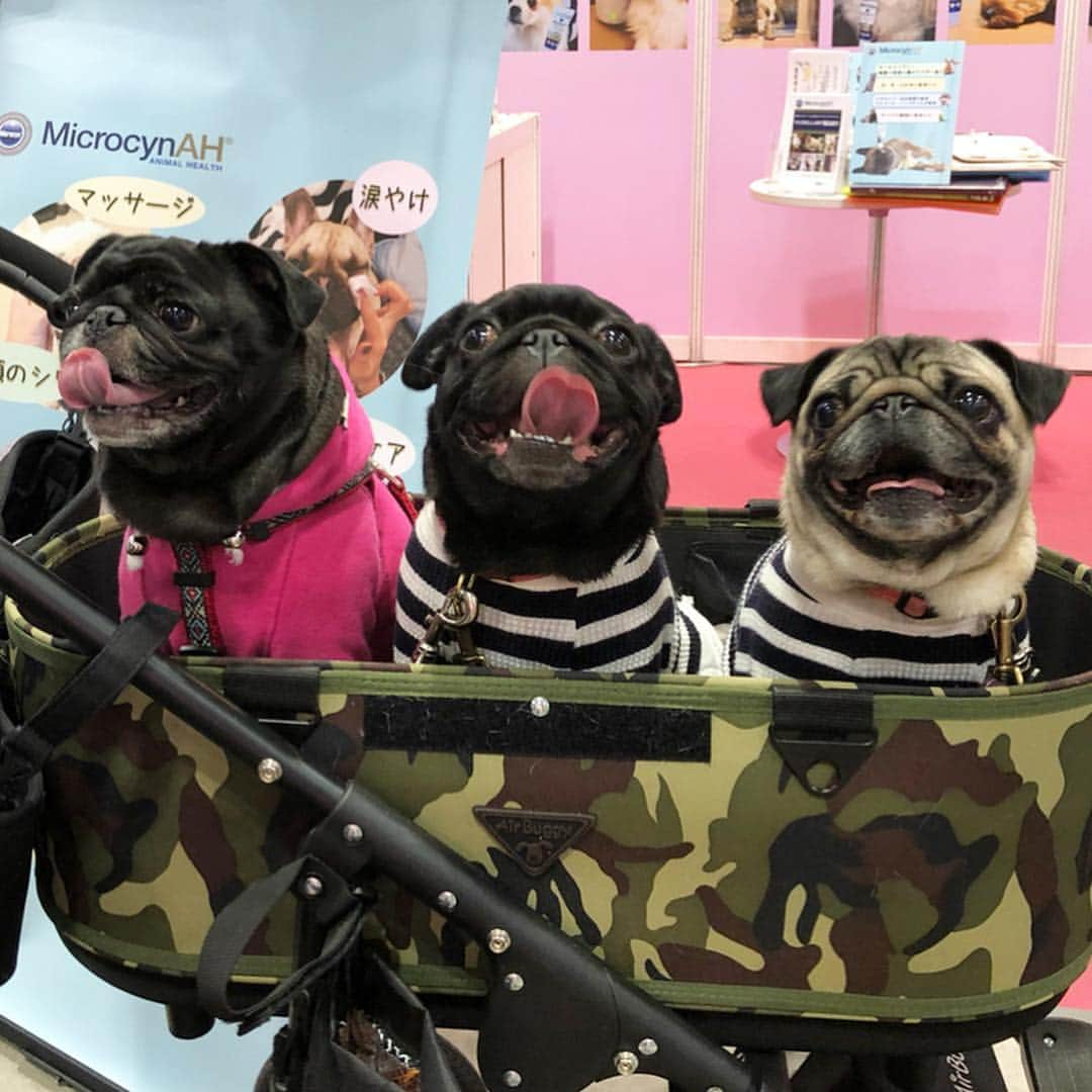 八兵衛さんのインスタグラム写真 - (八兵衛Instagram)「friends🐶🐶🐶🐶 Mar29,2019 * * @microcynah.japan さんの ブースでかわい子ちゃんがいると 思ったら、 ととちゃん、梅花ちゃんでしたー😆 @k4615  @kazu2325 * * 八兵衛もハイドロジェルで マッサージしてもらったんですが 飼い主ボーッとしまくりで ビデオ回さず😂 ととちゃんのマッサージを 撮りました😂 * * * 我が家は遠いオフ会は参加難しいので こういうイベントでパグちゃん達に 会えると嬉しいです☺️💕 * * #インターペット2019  #ほぼ黒パグ #おじいちゃん犬 #パグ #pug #puggy #puglife #puglove #petstagram #pugstagram #pugsofinstagram #pugs #dog #ふわもこ部  @igersjp #IGersJP #east_dog_japan #pecoイヌ部 #八兵衛 #はちべえ #朝ワンコ夕ニャンコ」3月30日 22時12分 - huxxi