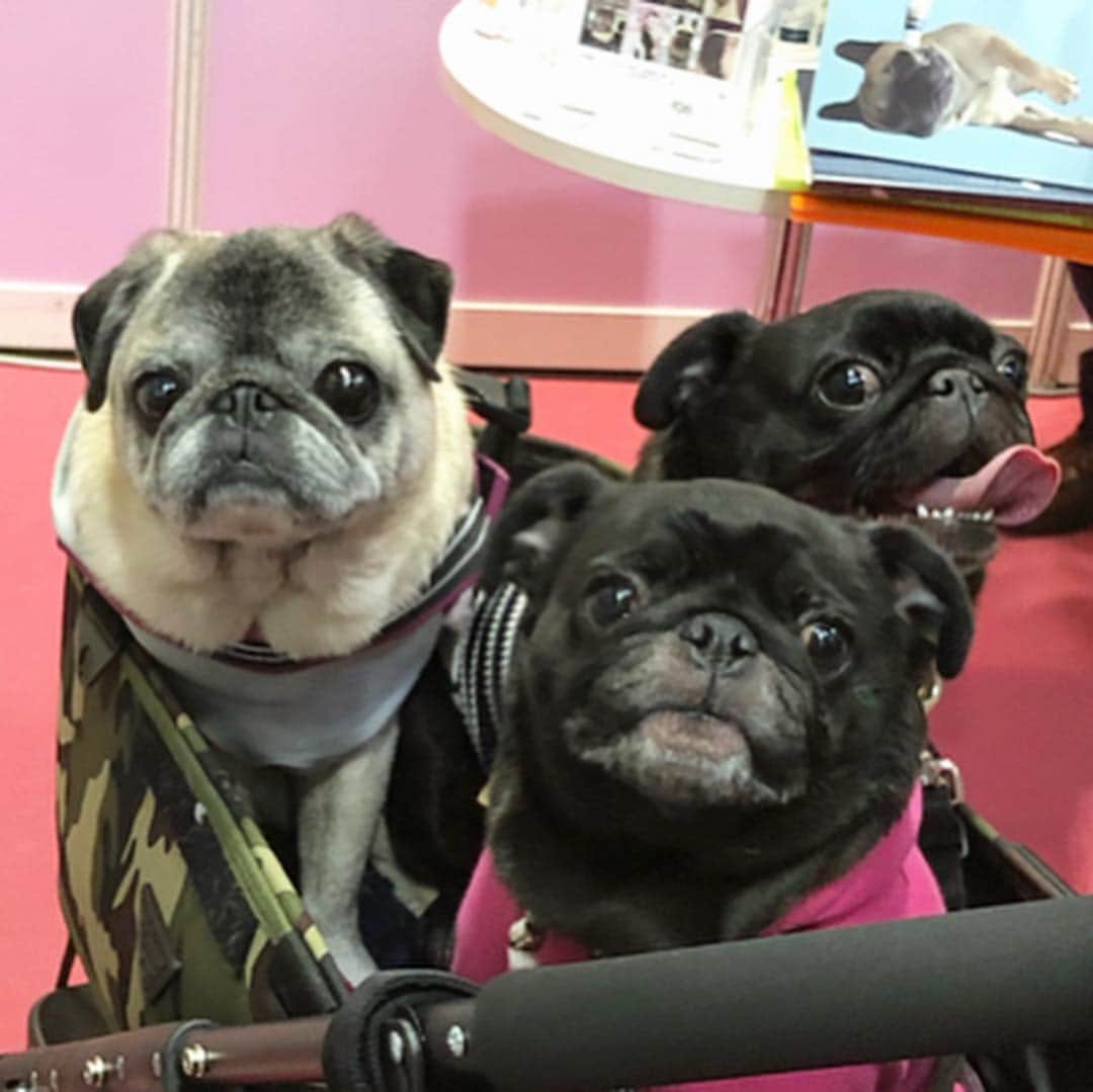 八兵衛のインスタグラム：「friends🐶🐶🐶🐶 Mar29,2019 * * @microcynah.japan さんの ブースでかわい子ちゃんがいると 思ったら、 ととちゃん、梅花ちゃんでしたー😆 @k4615  @kazu2325 * * 八兵衛もハイドロジェルで マッサージしてもらったんですが 飼い主ボーッとしまくりで ビデオ回さず😂 ととちゃんのマッサージを 撮りました😂 * * * 我が家は遠いオフ会は参加難しいので こういうイベントでパグちゃん達に 会えると嬉しいです☺️💕 * * #インターペット2019  #ほぼ黒パグ #おじいちゃん犬 #パグ #pug #puggy #puglife #puglove #petstagram #pugstagram #pugsofinstagram #pugs #dog #ふわもこ部  @igersjp #IGersJP #east_dog_japan #pecoイヌ部 #八兵衛 #はちべえ #朝ワンコ夕ニャンコ」