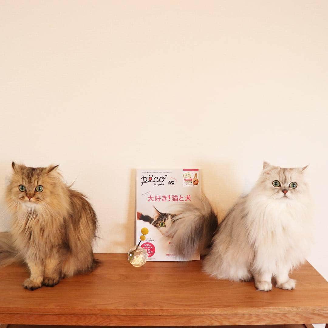 兄弟猫と私と夫の2トムのまいにちさんのインスタグラム写真 - (兄弟猫と私と夫の2トムのまいにちInstagram)「peco×oz magazineから、昨日発売された"大好き！猫と犬" に豆たちが1頁掲載されています。  おまけのシールにもなりました♡  #pecoマガジン  @pecocats  #cat#cats#pet#catsofinstagram#catstagram#catstagram_japan#instacat#gatto#cutecat#cutepetclub#bestcats#world_kawaii_cat#catoftheday#meow#bestmeow#TheDailyKitten#ねこ#ネコ#猫#ねこ部#ふわもこ部#pecoねこ部#ペルシャ猫#チンチラ#チンチラゴールデン#チンチラシルバー#ペルシャ#ふぅ豆#みぃ豆」3月30日 22時14分 - maamiff