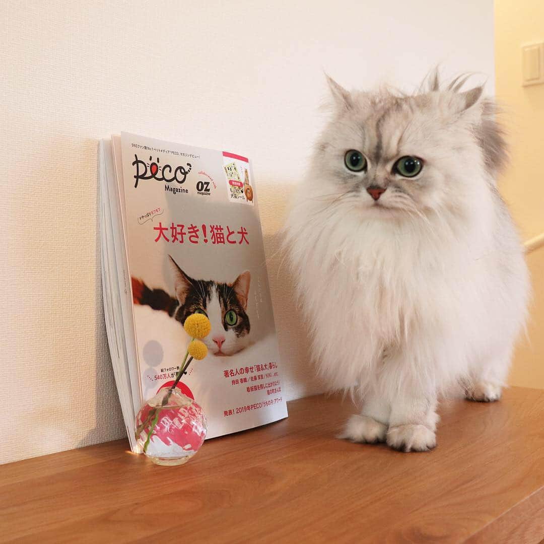 兄弟猫と私と夫の2トムのまいにちさんのインスタグラム写真 - (兄弟猫と私と夫の2トムのまいにちInstagram)「peco×oz magazineから、昨日発売された"大好き！猫と犬" に豆たちが1頁掲載されています。  おまけのシールにもなりました♡  #pecoマガジン  @pecocats  #cat#cats#pet#catsofinstagram#catstagram#catstagram_japan#instacat#gatto#cutecat#cutepetclub#bestcats#world_kawaii_cat#catoftheday#meow#bestmeow#TheDailyKitten#ねこ#ネコ#猫#ねこ部#ふわもこ部#pecoねこ部#ペルシャ猫#チンチラ#チンチラゴールデン#チンチラシルバー#ペルシャ#ふぅ豆#みぃ豆」3月30日 22時14分 - maamiff