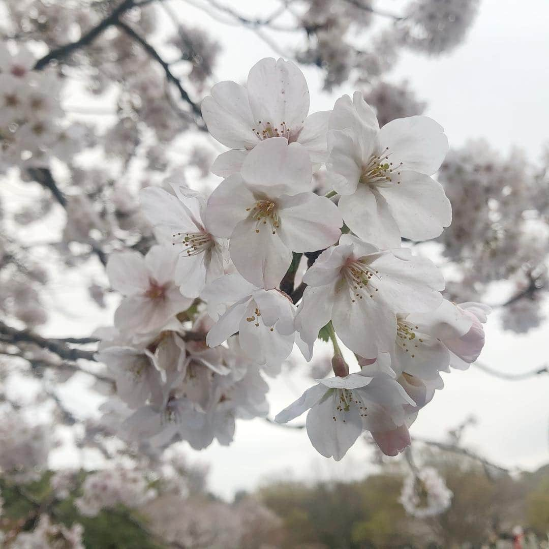 平田梨奈さんのインスタグラム写真 - (平田梨奈Instagram)「🌸 #sakura #花見 #桜」3月30日 22時24分 - hirari_official