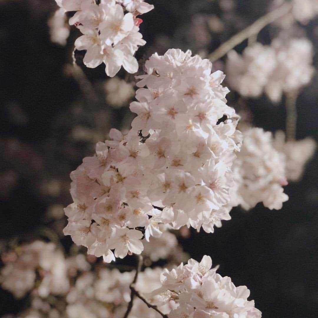 須田アンナさんのインスタグラム写真 - (須田アンナInstagram)「. 🌸🌸🌸🌸🌸 ピンクのお花。 毎日に感謝して、笑顔を忘れずに;)♡」3月30日 22時21分 - annastagram.official