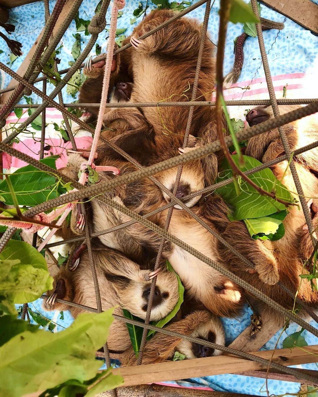 遊海 Yuumiさんのインスタグラム写真 - (遊海 YuumiInstagram)「ナマケモノいっぱい。 可愛いけど、寂しい思いもしてきた子たち。人間と動物が一緒に平和に生きていけるといいですね。 Baby sloths. They are so aborable  but they lost their mother because of electrocution.  Babies are now at @jaguarrescuecentercr protected with care until the release moment ☀️ #jaguarrescuecenter #costarica #loveanimals #peace #加藤ゆうみ  #絶滅0部 #sloth #wildlife #rescue」3月30日 22時31分 - yuumi_kato