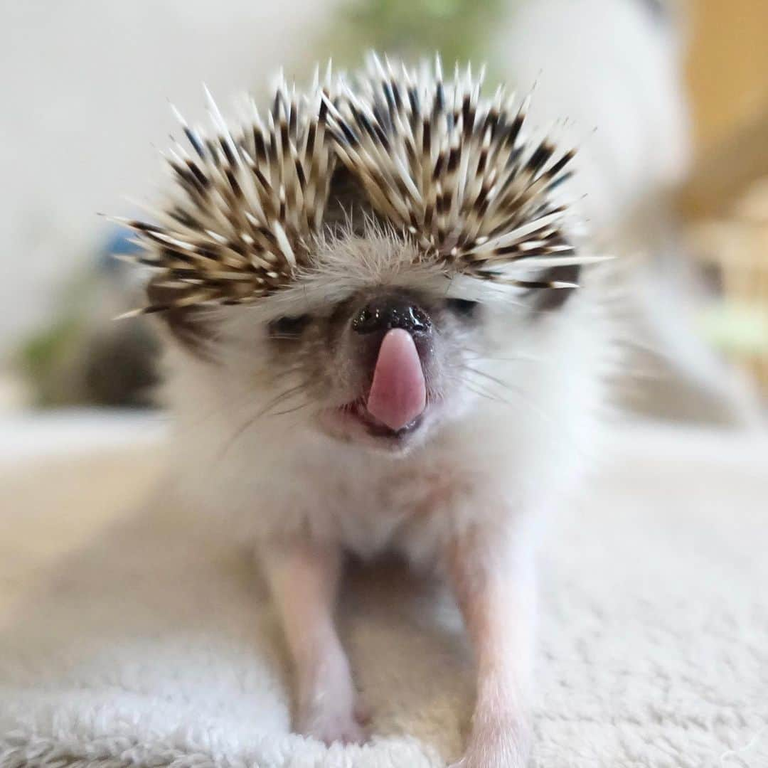 ラド&ティンクさんのインスタグラム写真 - (ラド&ティンクInstagram)「* Hedgehogs put out a long tongue before yawning * model ： Connie * * 写真の整理してて見つけたコニーのあくびの前の舌を出してる写真。 そう言えば、コニーのあくびを最近見てないなぁ。 お手々伸ばしてるとこも好き❤️ * * #コニー #ポチャドルコニー #はりねずみ #ハリネズミ #針鼠 #ヨツユビハリネズミ #ヘッジホッグ  #ペット #ふわもこ部 #モフモフ #hedgehog #pygmyhedgehog #lovelypet #cuteanimals #hedgehogfamily #hedgie #Hérisson #igel#riccio #Erizo #고슴도치 #刺猬 #pecotv」3月30日 22時26分 - rado_pompon