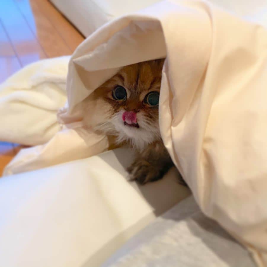 にこさんのインスタグラム写真 - (にこInstagram)「Niko doesn't move from a warm place🤤年度末だけど、まだまだコタツが必須です。  #ねこ#こたつ#3月末#年度末 #ねこまみれ#にゃんすたぐらむ #ねこすたぐらむ#猫のいる暮らし #ねこのいる生活#ねこすたぐらむ #チンチラゴールデン#ペルシャ猫 #ねこのきもち#猫#寒がり#炬燵 #catsofinstagram#cat#cats #bestcats_oftheworld#fluffy #katze#catstoday#gato#고양이 #petstagram#cats_of_instagram  #catoftheday#warmplace#meow」3月30日 22時42分 - nikon.neko.official