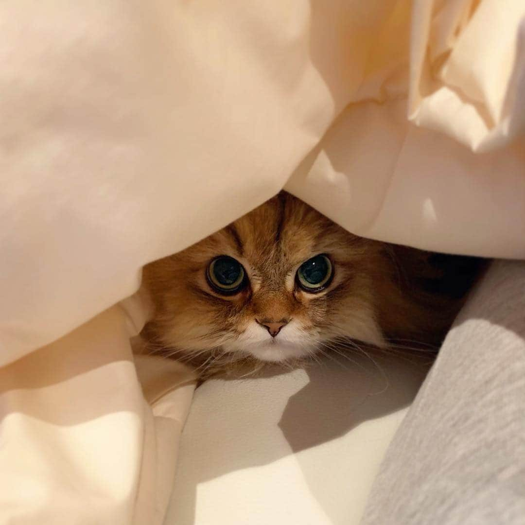 にこさんのインスタグラム写真 - (にこInstagram)「Niko doesn't move from a warm place🤤年度末だけど、まだまだコタツが必須です。  #ねこ#こたつ#3月末#年度末 #ねこまみれ#にゃんすたぐらむ #ねこすたぐらむ#猫のいる暮らし #ねこのいる生活#ねこすたぐらむ #チンチラゴールデン#ペルシャ猫 #ねこのきもち#猫#寒がり#炬燵 #catsofinstagram#cat#cats #bestcats_oftheworld#fluffy #katze#catstoday#gato#고양이 #petstagram#cats_of_instagram  #catoftheday#warmplace#meow」3月30日 22時42分 - nikon.neko.official