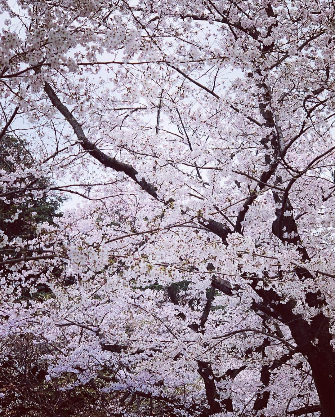 福田ゆみさんのインスタグラム写真 - (福田ゆみInstagram)「さ、さ、寒ーかったけど、桜の下でのおにぎり、美味しかった。  #花見  #桜 #福田ゆみ」3月30日 22時45分 - yumifukuda0511