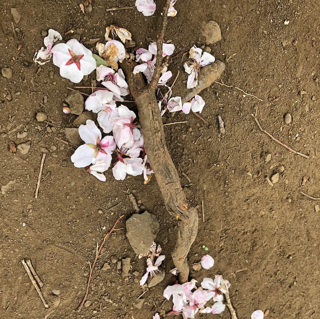 Kensho Onukiさんのインスタグラム写真 - (Kensho OnukiInstagram)「近所の公園で毎年の花見。チャリでコンビニ散歩の途中ですが、すこし歩いてみました。地面に落ちた花びらも風情があるような？立派な枝が民家まで突き出したせいか、ばっさり切られていたのは心が痛みました。カワイソー😫#花見 #チャリ散歩 #ねこじゃらし公園 #花はいいな」3月30日 23時03分 - kensho_onuki