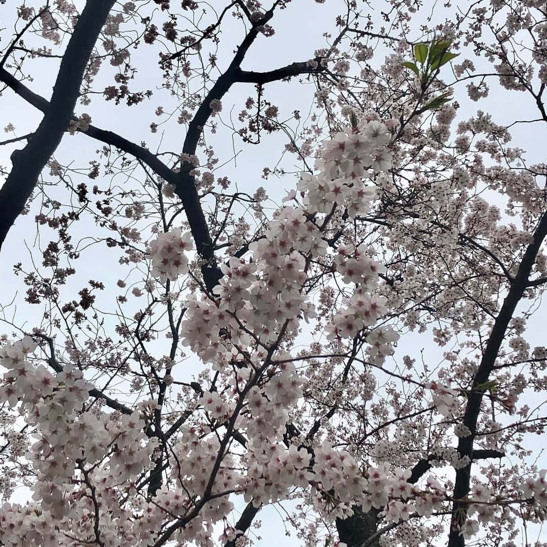 Kensho Onukiさんのインスタグラム写真 - (Kensho OnukiInstagram)「近所の公園で毎年の花見。チャリでコンビニ散歩の途中ですが、すこし歩いてみました。地面に落ちた花びらも風情があるような？立派な枝が民家まで突き出したせいか、ばっさり切られていたのは心が痛みました。カワイソー😫#花見 #チャリ散歩 #ねこじゃらし公園 #花はいいな」3月30日 23時03分 - kensho_onuki