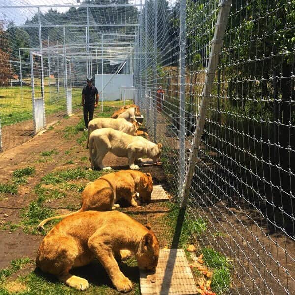 Black Jaguar-White Tiger さんのインスタグラム写真 - (Black Jaguar-White Tiger Instagram)「The calm during the storm ... aka feeding time 👊  A Big Feline will typically eat up to 15 pounds of food A DAY. And with our 400+ kids at the Foundation, that means we’re making around 2.8 TONS of food a day. Combining the right proteins and nutrients  for the healthiest diet possible. This takes HOURS upon HOURS of preparation for our staff, only for it to be consumed in a matter of minutes.  And you thought your meal prep was intense? Help BJWT keep our kids eating healthy and clean.  #DONATETODAY #TheBJWTPride #BJWTFoundation  #Mexico」3月30日 23時14分 - blackjaguarwhitetiger