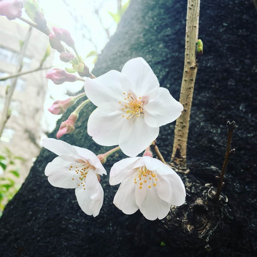 福田洋さんのインスタグラム写真 - (福田洋Instagram)「‪歌いたい時に歌い、踊りたい時に踊れ、祈りたい時に祈れる。なんと幸せな人生でしょう。‬ #yoga #blissful  #taoism」3月30日 23時18分 - trans_am_hiroshi